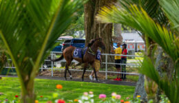 SELENA_ellerslielaunch_2024_highres-1711-scaled